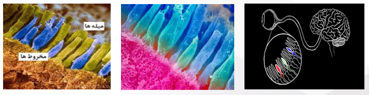 چشم، تصویر، تلویزیون